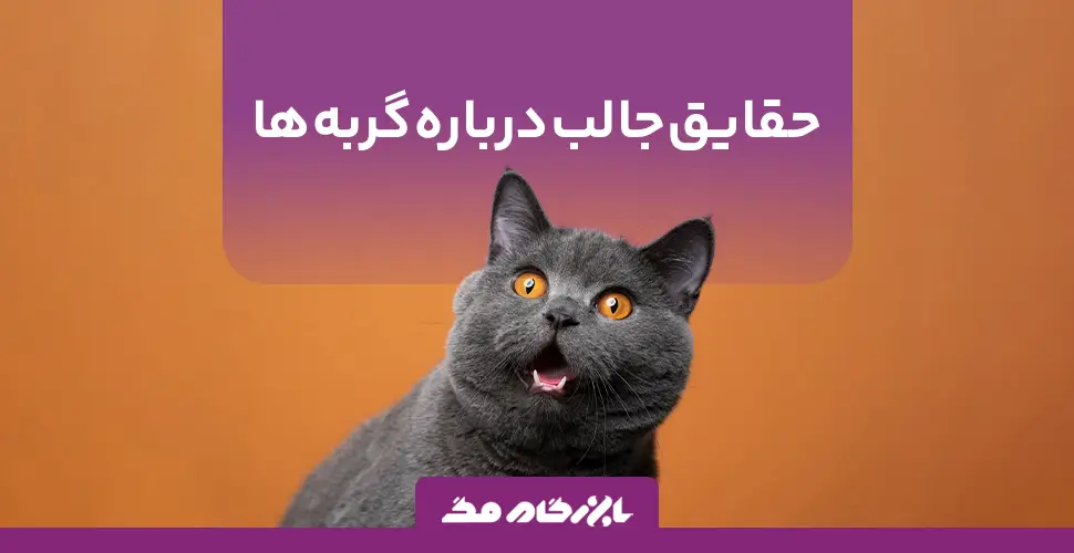 حقایق جالب درباره گربه ها که احتمالاً نمی دانید