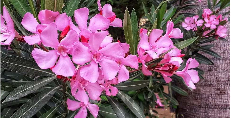 گل خرزهره