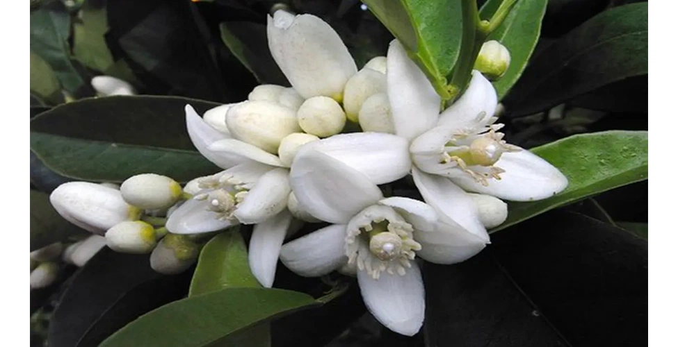 گل بهار نارنج