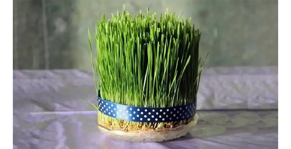 سبزه عید با گندم