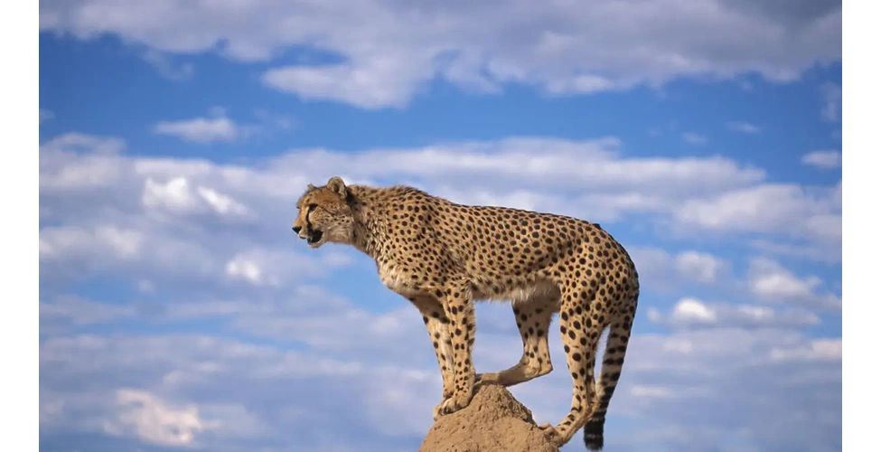 یوزپلنگ ایرانی