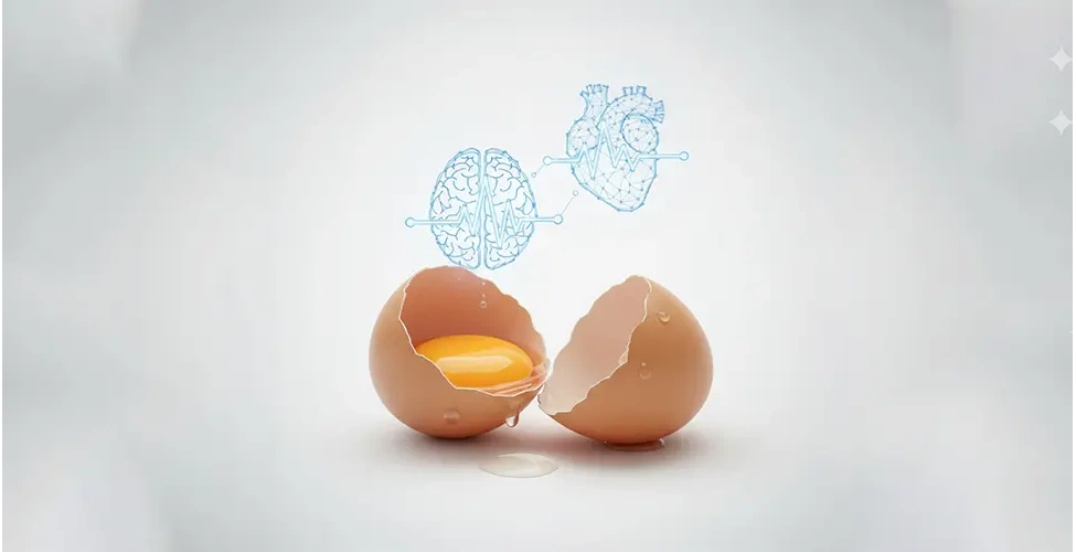 نقش تخم مرغ در بدن