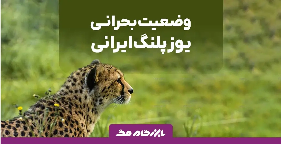 وضعیت بحرانی یوزپلنگ ایرانی